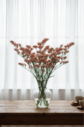 Limonium sinuatum Apricot statice, 15 stems fanning out in a wide-mouthed vase with loose sheer curtains behind, soft apricot-salmon papery flowers on delicate branching stems