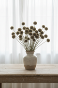 Scabiosa stellata Starball dried seed pods, approximately 30 stems in a wide rustic ceramic vase, loose and airy arrangement at varying heights with sheer curtains behind