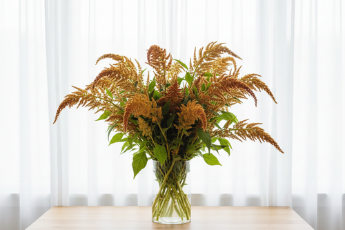 Amaranthus Autumn's Touch — abundant upright branching plumes in golden yellow, amber and russet-orange in a clear glass vase in front of bright white sheer curtains