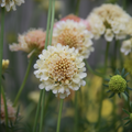 Scabiosa atropurpurea Fata Morgana — creamy white pincushion flower with warm golden-amber centre, background blooms showing soft peachy-pink blush as they age