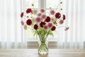 Cosmos bipinnatus Double Click Mix — double pompom blooms in crimson, pink and white with many buds scattered throughout in a clear glass vase in front of a window
