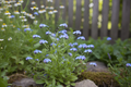 A single Myosotis alpestris Blue forget-me-not plant with naturally scattered tiny sky-blue flowers and yellow centres