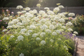 Delicate lacy white umbels of Ammi majus Queen Anne's Lace floating on tall branching stems in a sunny cottage garden