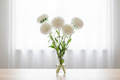 Callistephus chinensis China Aster King Size White — large pure white double blooms in a clear glass vase in front of bright white sheer curtains