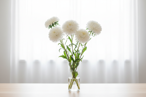 Callistephus chinensis China Aster King Size White — large pure white double blooms in a clear glass vase in front of bright white sheer curtains