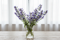 Echium plantagineum Blue Bedder — tall stems with vivid violet-blue tubular flowers in a clear glass vase in front of bright white sheer curtains
