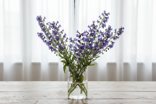 Echium plantagineum Blue Bedder — tall stems with vivid violet-blue tubular flowers in a clear glass vase in front of bright white sheer curtains