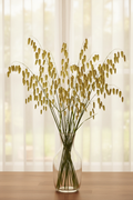 Briza maxima quaking grass seed heads, approximately 20 stems in a clear glass vase in front of a window with sheer curtains