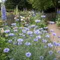 Catananche caerulea Cupid's Dart Amor Blue with delicate papery lavender-blue cornflower-like blooms and fine grassy foliage in a cottage garden border