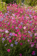 Viscaria oculata Summer Mix — dense drift of simple five-petalled flowers in hot pink, soft pink, rose, and lavender-blue on slender upright stems in a cottage garden border