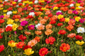Portulaca grandiflora mix blooms in jewel-bright colours carpeting the ground in a sunny garden