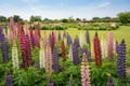 A riot of mixed lupin colours in a NZ garden border