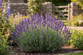 Lavender Hidcote — Lavandula angustifolia compact plant with deep violet-purple spikes