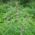 Siberian Motherwort Leonurus sibiricus growing in a cottage garden