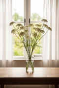 Queen Anne's Lace Ammi majus cut flowers, 12 stems in a clear glass vase in front of a window with white sheer curtains