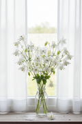 Pure white Aquilegia caerulea Crystal White Star columbine flowers with elegant spurs in a clear glass vase, softly backlit through closed white sheer curtains