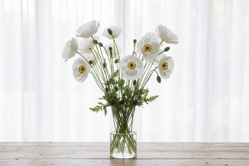 Papaver rhoeas Bridal Silk — pure white bowl-shaped poppy blooms with yellow stamens in a clear glass vase in front of a bright window with white sheers closed
