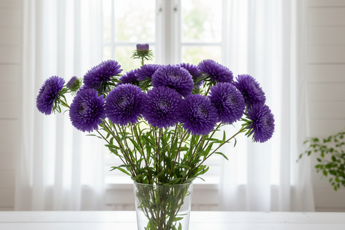 Callistephus chinensis China Aster King Size Blue — rich violet-blue double blooms at various stages in bright natural window light