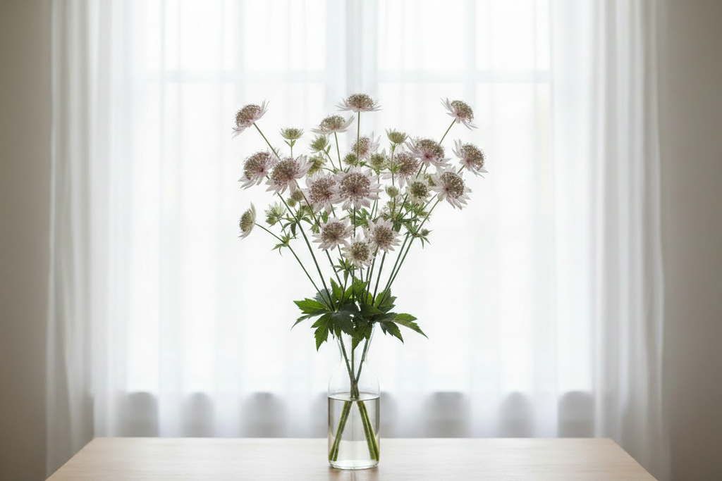 Astrantia major — abundant bunch of delicate star-shaped pincushion blooms in soft white and pale pink in a clear glass vase in front of bright white sheer curtains