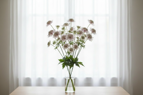 Astrantia major — abundant bunch of delicate star-shaped pincushion blooms in soft white and pale pink in a clear glass vase in front of bright white sheer curtains