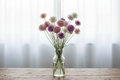 Xeranthemum Mixed Doubles papery everlasting flowers in a glass vase on a wooden table in front of white sheer curtains