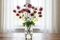 Aquilegia vulgaris Bordeaux Barlow — fully double crimson-burgundy star-like columbine blooms nodding on slender stems in a clear glass vase in front of a bright window with white sheers
