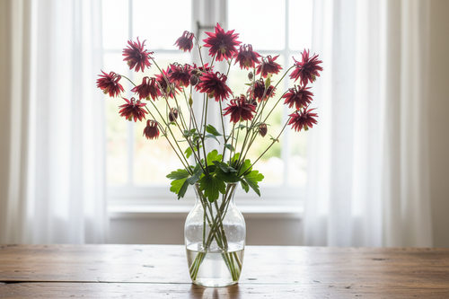 Aquilegia vulgaris Bordeaux Barlow — fully double crimson-burgundy star-like columbine blooms nodding on slender stems in a clear glass vase in front of a bright window with white sheers