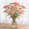 Salmon-pink Yarrow Autumn Sunrise flower clusters arranged in a clear glass vase on a wooden table