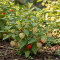 Ashwagandha plant with star-shaped flowers and papery orange-red berries growing in a garden