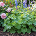 Lady's Mantle Alchemilla vulgaris with scalloped leaves covered in sparkling dewdrops and frothy chartreuse-yellow flowers in a cottage garden