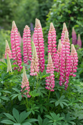Lupinus polyphyllus The Chatelaine — 8 tall rose-pink and white bicolour lupin spikes growing in a cottage garden border