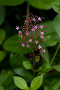 Talinum paniculatum Jewels of Opar — delicate branching stems with tiny lavender-pink star flowers and deep ruby-red berries