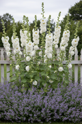 Tall white double-flowered hollyhock spires against a white picket fence with nepeta catmint at the base in a cottage garden