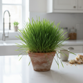 Cat grass Dactylis glomerata growing in a terracotta pot on a kitchen bench