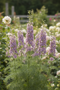 Consolida ajacis Larkspur Misty Lavender growing in a cottage garden with slender spikes of soft dusty mauve-lavender florets and finely divided feathery foliage