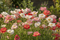Shirley Poppies Papaver rhoeas growing in a cottage garden, approximately 30 plants in a soft pastel mix of white, pink, salmon, red and lilac