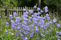 Campanula persicifolia peach-leaved bellflower in full bloom in a cottage garden border