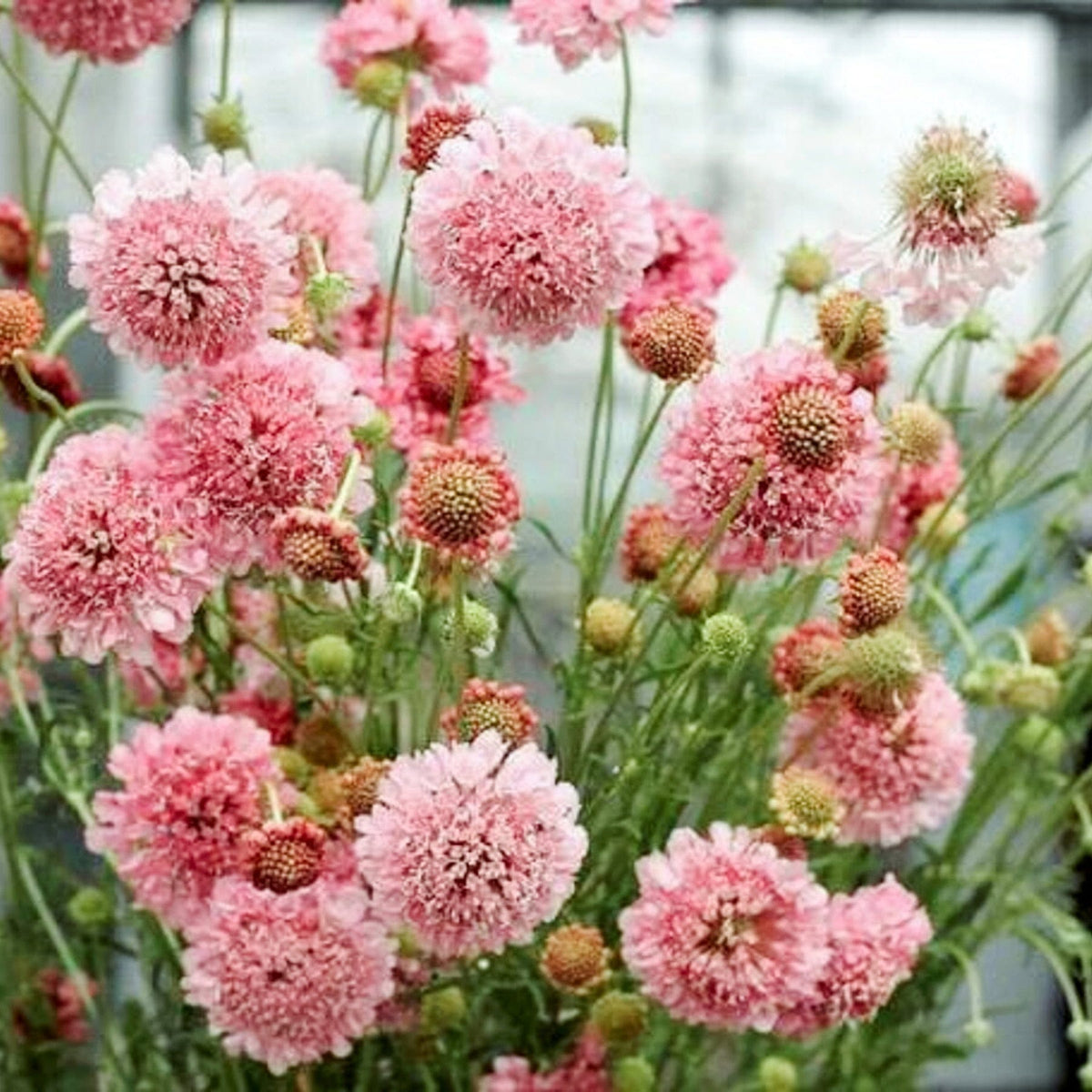 The Scabiosa Bundle