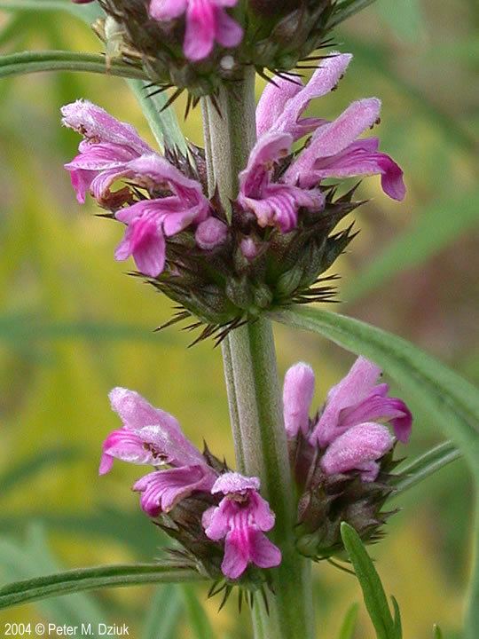 Siberian Motherwort Siberian Beauty Seeds — Leonurus sibiricus