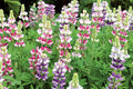 Lupin Avalune Mix Seeds — Lupinus hartwegii