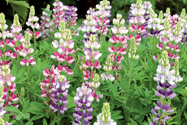 Lupin Avalune Mix Seeds — Lupinus hartwegii