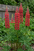 Lupinus polyphyllus The Pages in a softly lit cottage garden