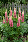 Lupinus The Chatelaine with pink-and-white flower spikes in a softly lit garden