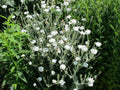 Rose Campion Seeds — Lychnis coronaria Alba