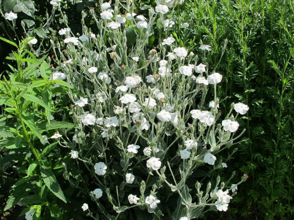 Rose Campion Seeds — Lychnis coronaria Alba
