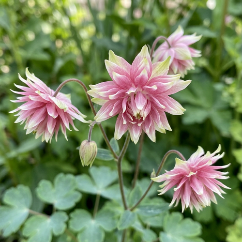 Natural-looking close-up of Aquilegia Nora Barlow
