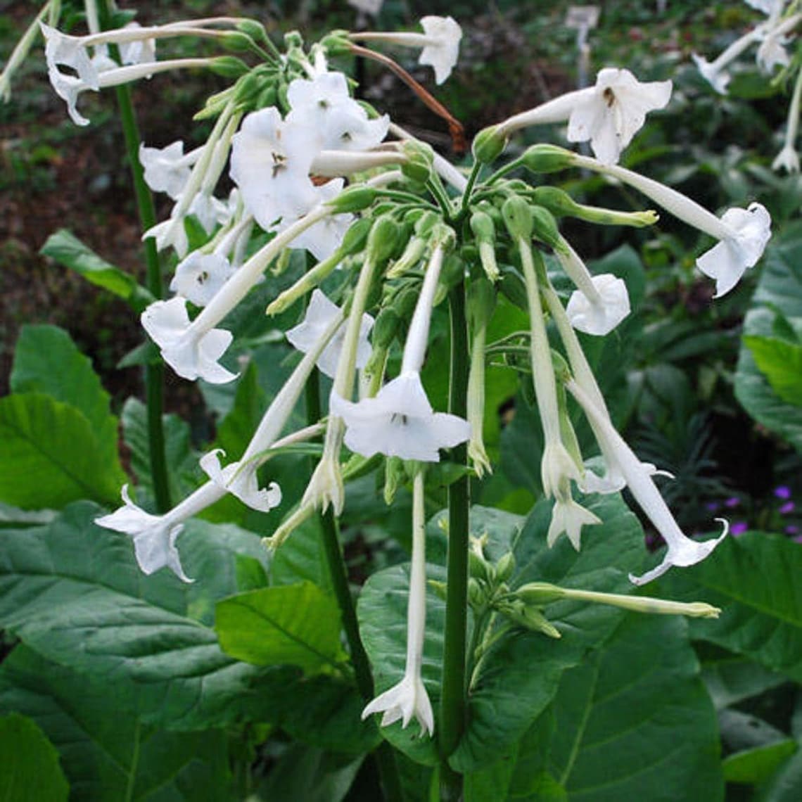 Flowering Tobacco Seeds — Nicotiana sylvestris White