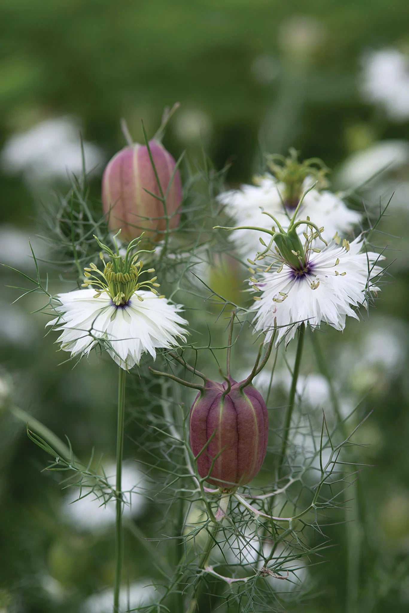Love-in-a-Mist Seeds — Nigella Albion Black Pod