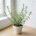 Original summer savory botanical image