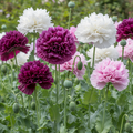Peony Poppy Mix — Large Blooms